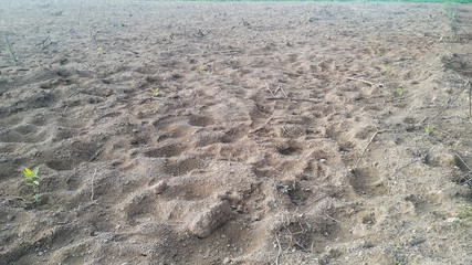 Large area for planting eucalyptus