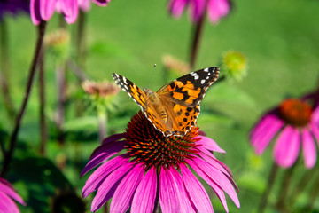 Echinacea flower, Cone-flowers with butterfly  on 