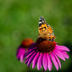 Fototapeta na wymiar Echinacea flower, Cone-flowers with butterfly on 