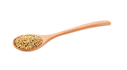 Coriander seeds in spoon isolated on white background