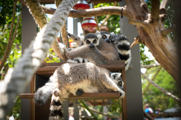 Fototapeta premium Lemurs In Sydney Zoo, Australia