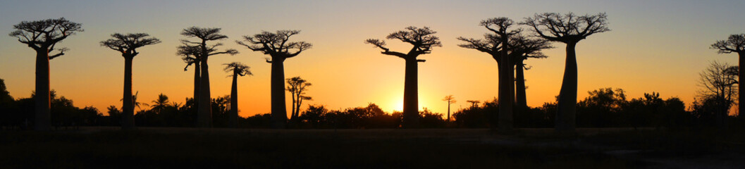 Boab Adansonia gregorii Madagascar Twilight Sunset