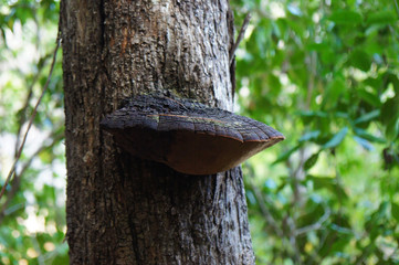Bark Mushroom Madagascar