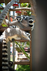 Lemurs In Sydney Zoo, Australia