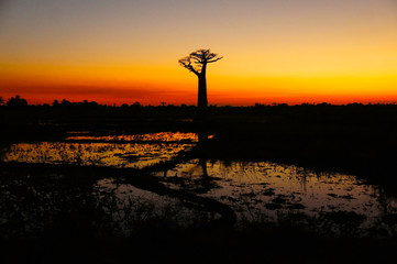 Boab Adansonia gregorii Madagascar Sunset reflected from water