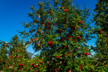 Fototapeta na wymiar Rowan tree, Ash-berry tree at autumn