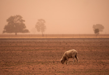 Sheep searching for food in a dust storm during drought