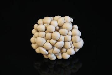 mushrooms brown varieties on black background