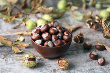 Chestnuts. Buckeyes. Autumn mood. Leaves of a chestnut tree.
