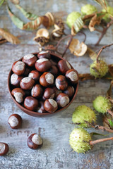 Chestnuts. Buckeyes. Autumn mood. Leaves of a chestnut tree.