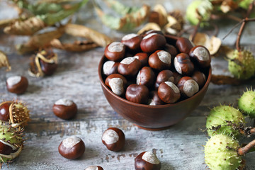 Chestnuts. Buckeyes. Autumn mood. Leaves of a chestnut tree.