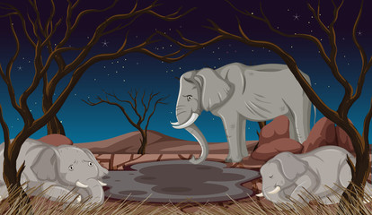 Dying elephants in dry land