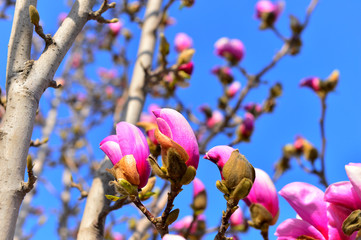Magnolia flower blooming