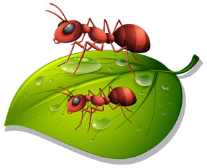 Red ants on green leaf on white background
