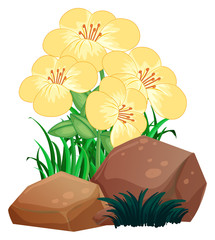 Pretty flowers and rocks on white background