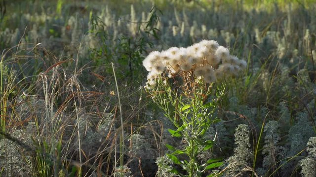 Fluffy heads with ripened seeds of the Blue fleabane (Erigeron acris) plant rise above Wormwood. Smooth camera movement.
