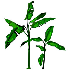 tropical plant, picture in cartoon style, isolate on a white background