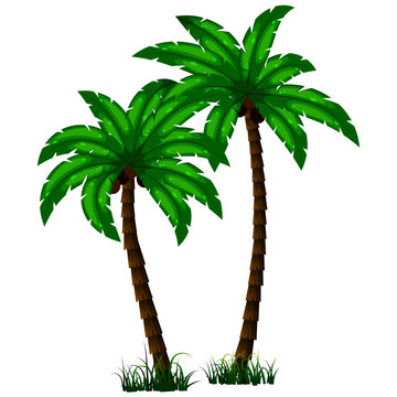 palm trees, picture in cartoon style, isolate on a white background