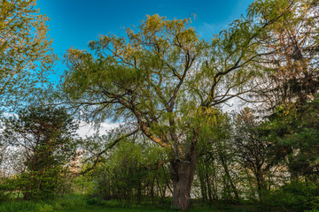 trees and blue sky