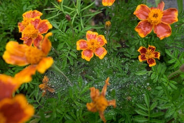 Marigold flowers in the rain