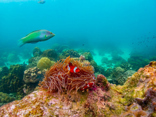 Under water close up shot of Nemo fish, clown fish, living and playing in their anemone home.