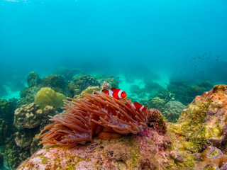 Under water close up shot of Nemo fish, clown fish, living and playing in their anemone home.