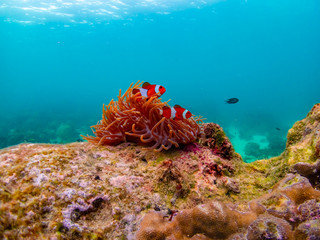 Under water close up shot of Nemo fish, clown fish, living and playing in their anemone home.