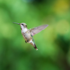 Hummingbird Soaring