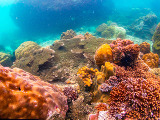 Naklejka na ściany i meble Coral reef with school of colorful tropical fish under the sea at Samaesan city, Thaialnd