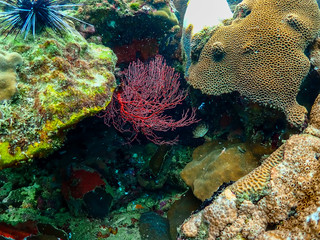 Coral reef with school of colorful tropical fish under the sea at Samaesan city, Thaialnd