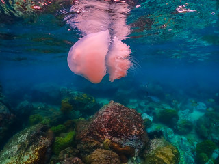 Jellyfish with colorful tropical fish and corals under the sea in Sattahip, Thailand