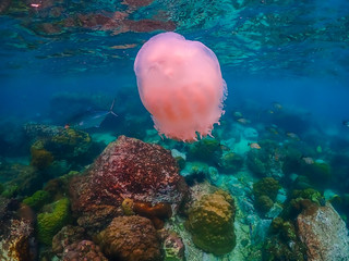 Jellyfish with colorful tropical fish and corals under the sea in Sattahip, Thailand