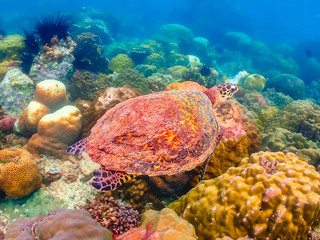 Sea turtles are swimming in the sea full of colorful fish and corals.