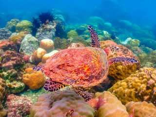 Sea turtles are swimming in the sea full of colorful fish and corals.