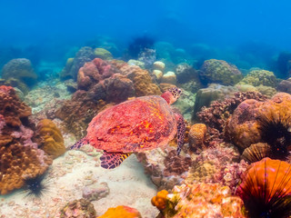 Naklejka na ściany i meble Sea turtles are swimming in the sea full of colorful fish and corals.