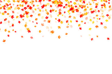 Multi colored autumn leaves on white background