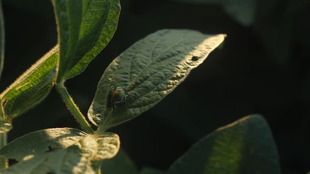 June bug beetle on the leave of a soy plant on a farm