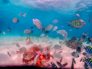 Underwater scene. Coral reef, colorful fish groups and sunny sky shining through clean ocean water in Sattahip Thailand