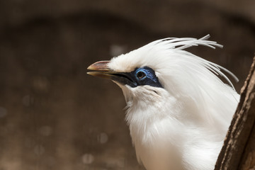 Bali myna; Rothschild's mynah which is bird in tropical area such as Bali