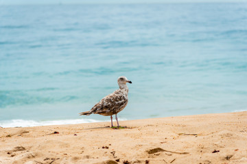 Obraz premium Seagull isolated at the ocean-side 