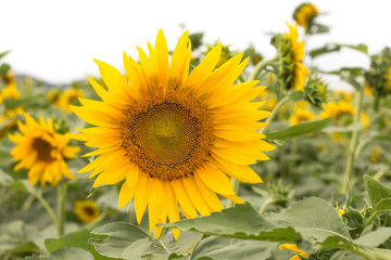Beautiful sunflower field on summer day