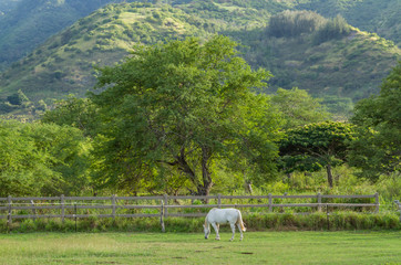 A white horse grazing on a ranch in Hawaii