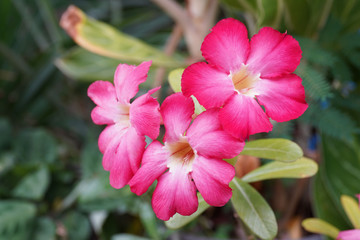 Adenium is the name of a colorful plant of beautiful flowers. Is a plant that can be easily grown Resistant to drought, known as "Desert Rose" (Desert Rose)