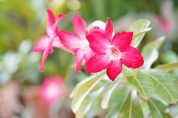 Adenium is the name of a colorful plant of beautiful flowers. Is a plant that can be easily grown Resistant to drought, known as "Desert Rose" (Desert Rose)