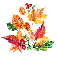 red autumn, autumn leaves , watercoloron a white © aboard