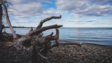 Fototapeta premium tree on the beach
