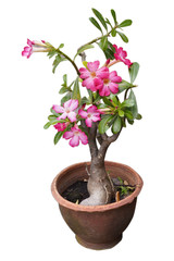 Desert Rose, Adenium tree is in a earthen pot, isolate on white background  white background.
