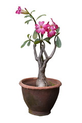 Desert Rose, Adenium tree is in a earthen pot, isolate on white background  white background.