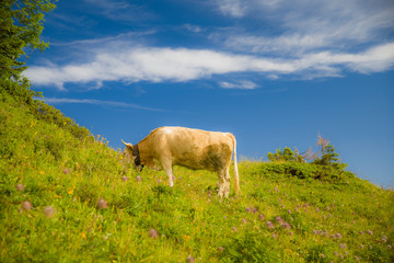 Schynige Platte Heaven's Cow