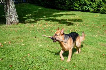 German shepherd dog at the training 